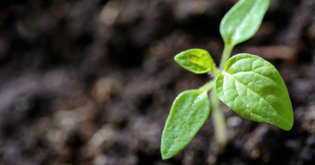 Software development for startups: AI-native MVPs built lean, without architecture debt